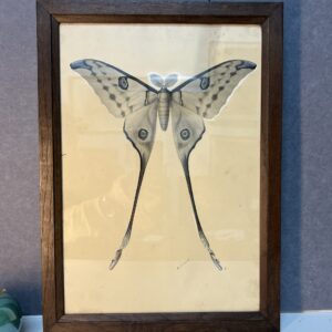 Dessin ancien, aquarelle d'un papillon signé A L Clément