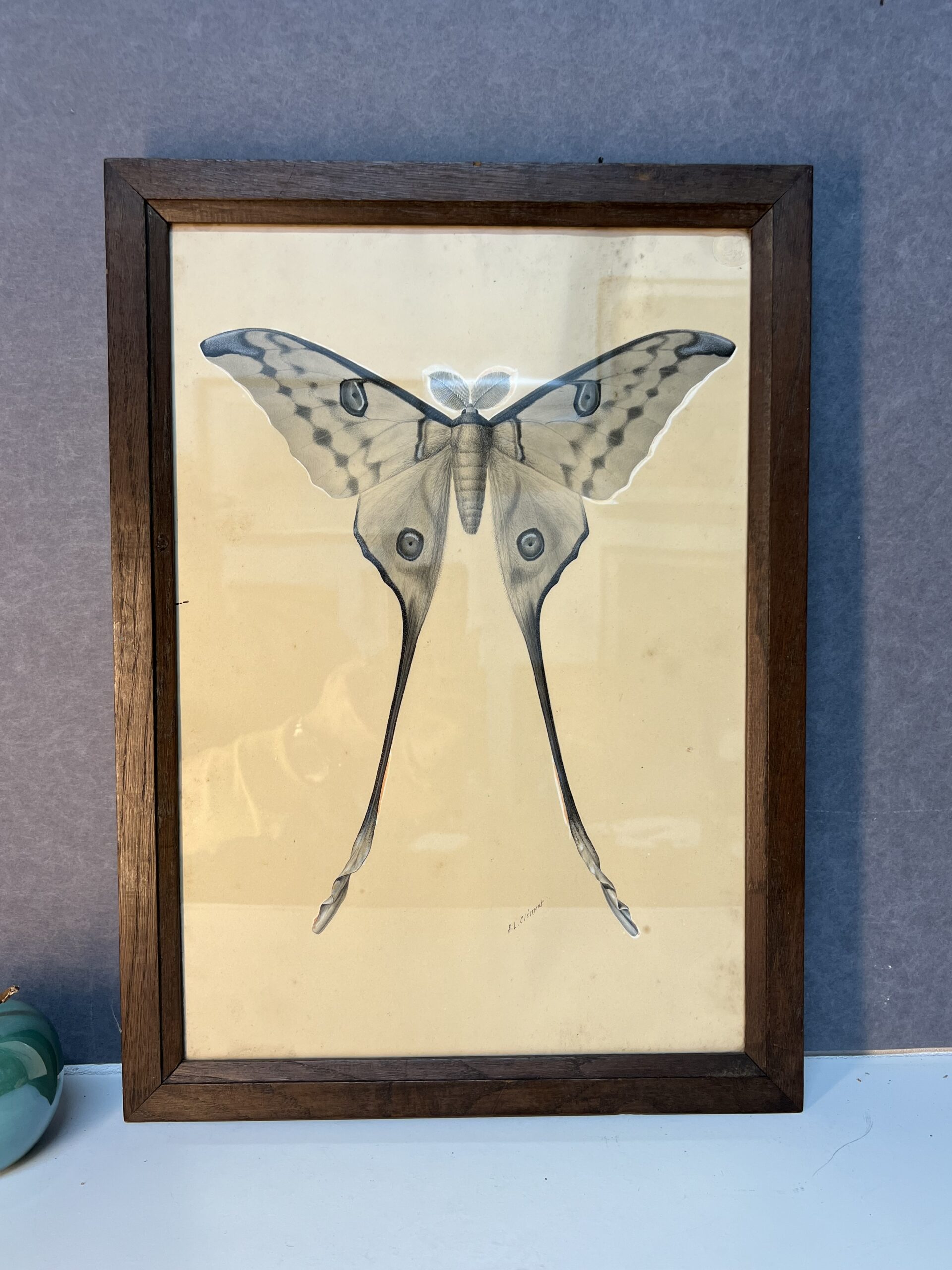 Dessin ancien, aquarelle d'un papillon signé A L Clément