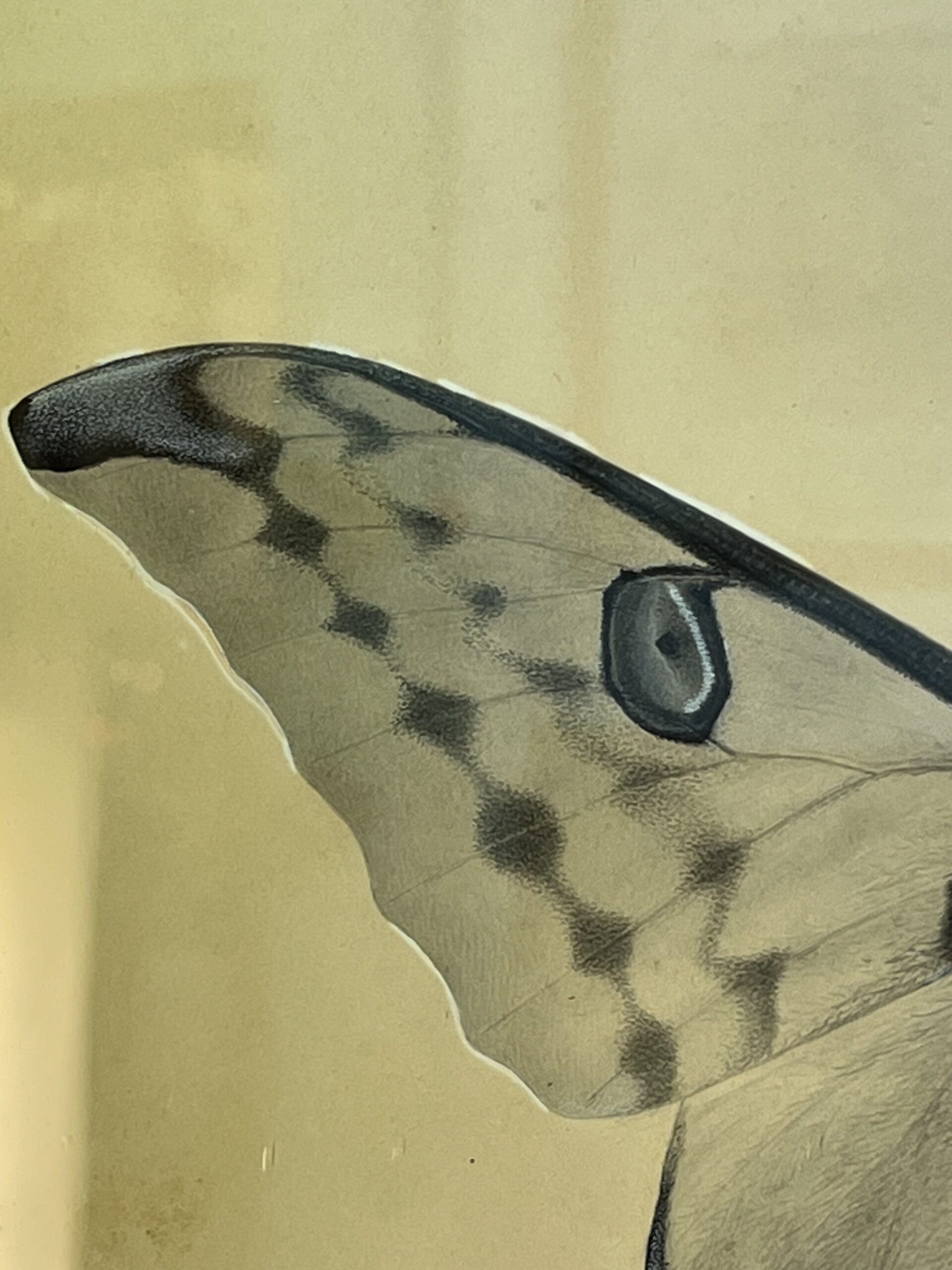 Dessin ancien, aquarelle d'un papillon signé A L Clément – Image 2