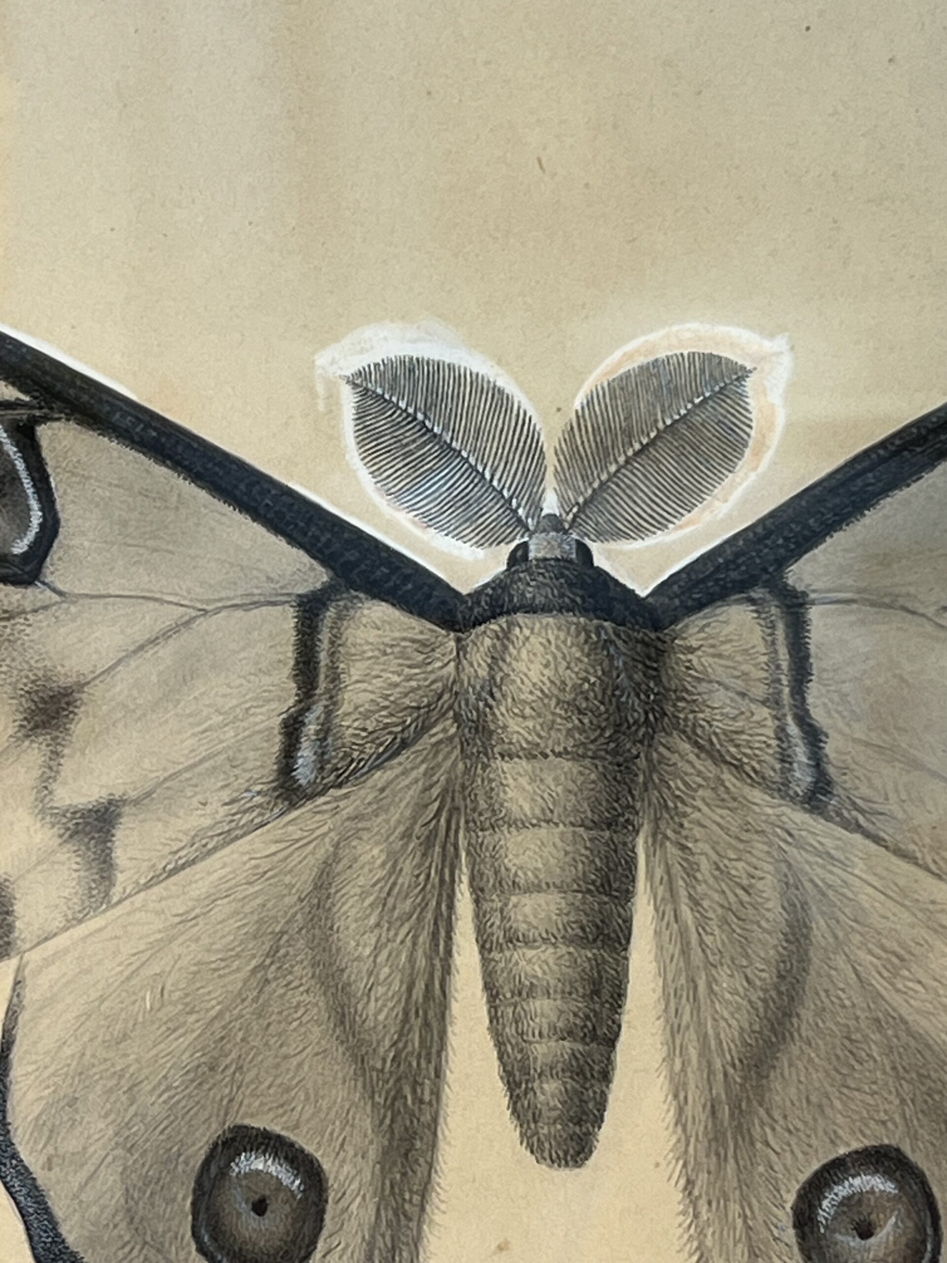 Dessin ancien, aquarelle d'un papillon signé A L Clément – Image 3