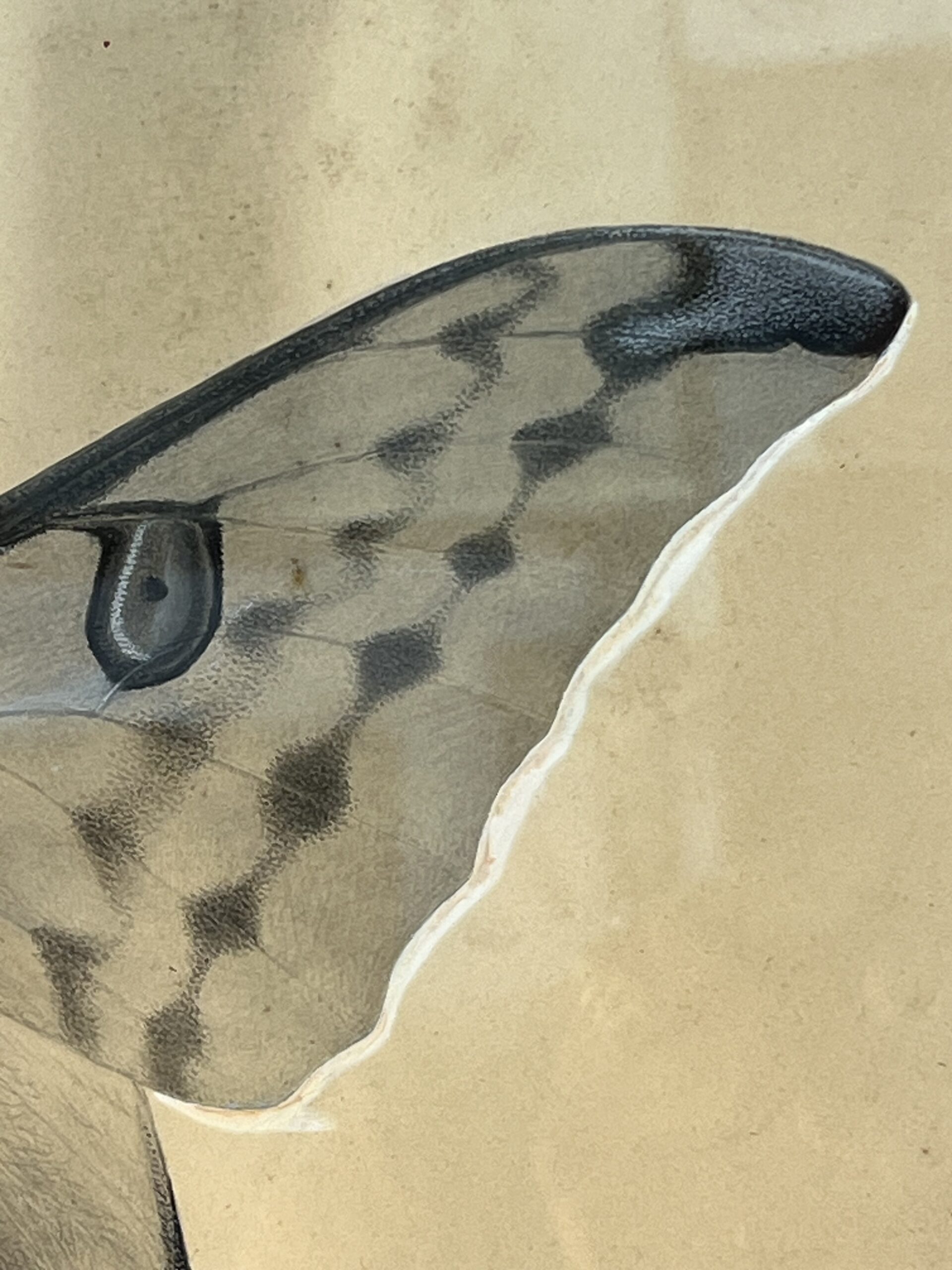 Dessin ancien, aquarelle d'un papillon signé A L Clément – Image 4