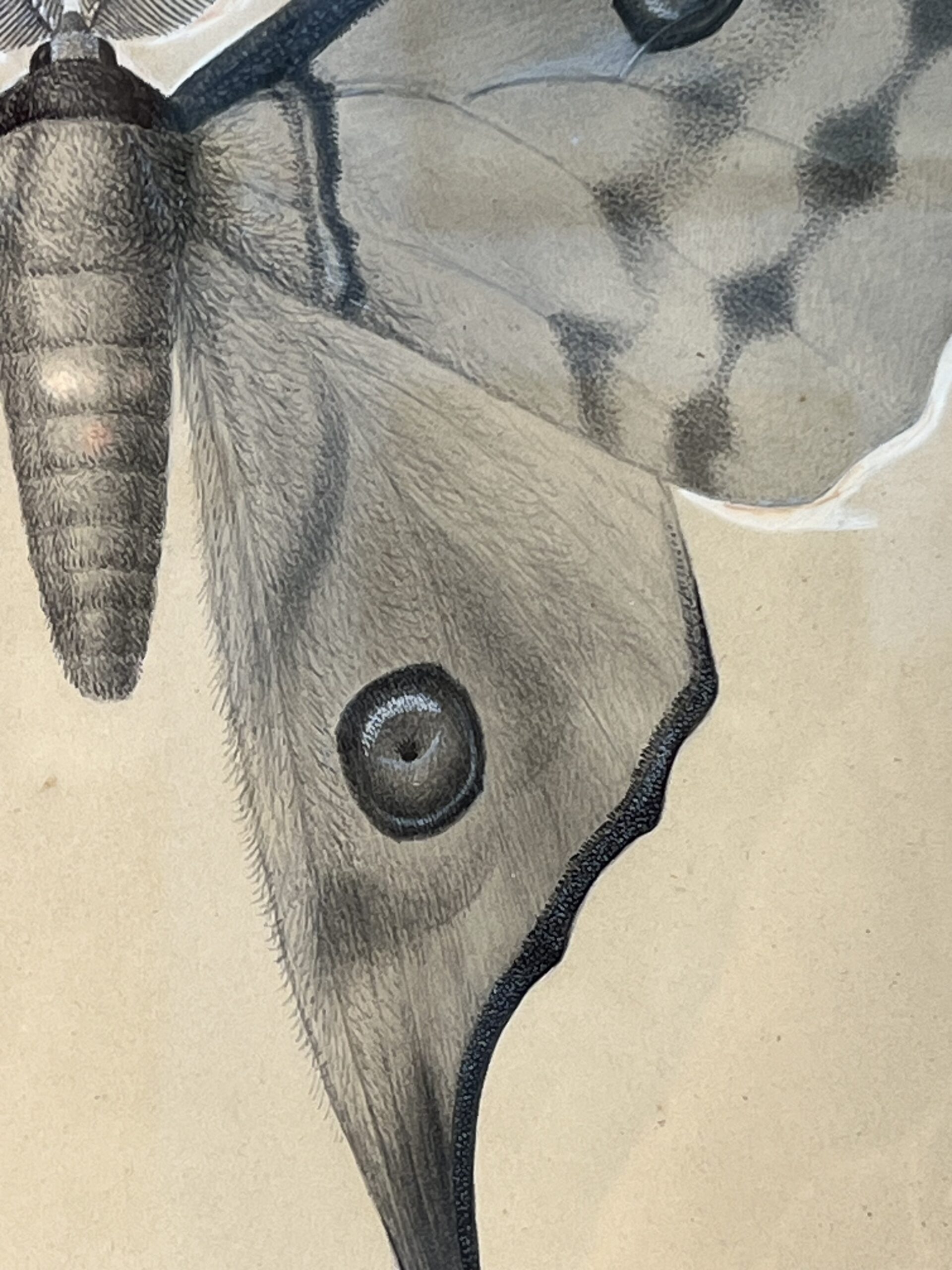 Dessin ancien, aquarelle d'un papillon signé A L Clément – Image 5