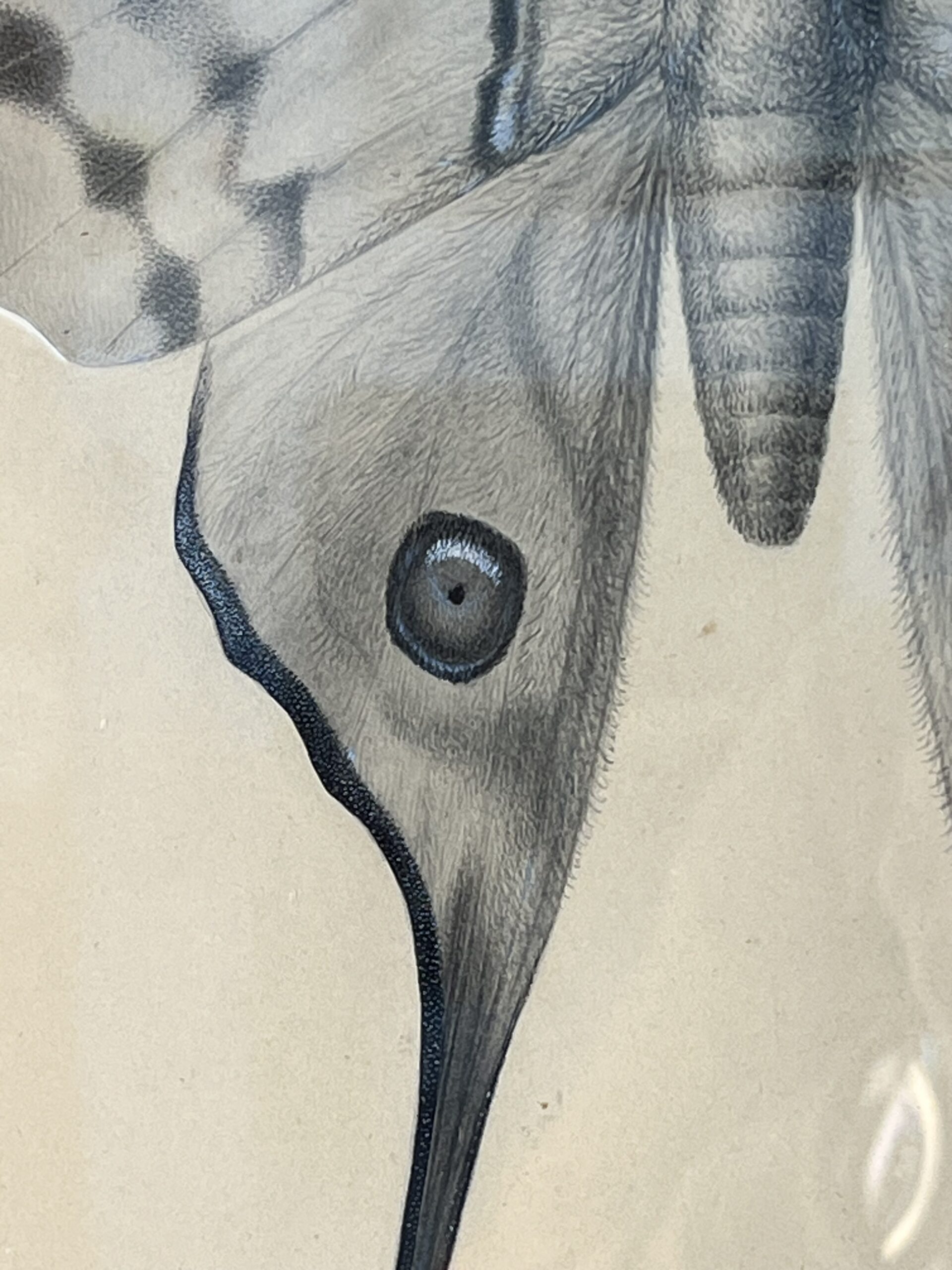 Dessin ancien, aquarelle d'un papillon signé A L Clément – Image 6