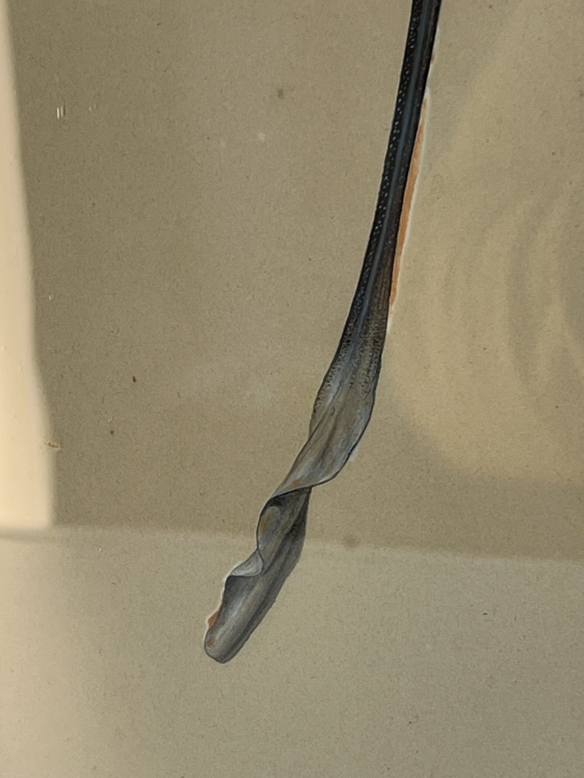 Dessin ancien, aquarelle d'un papillon signé A L Clément – Image 7