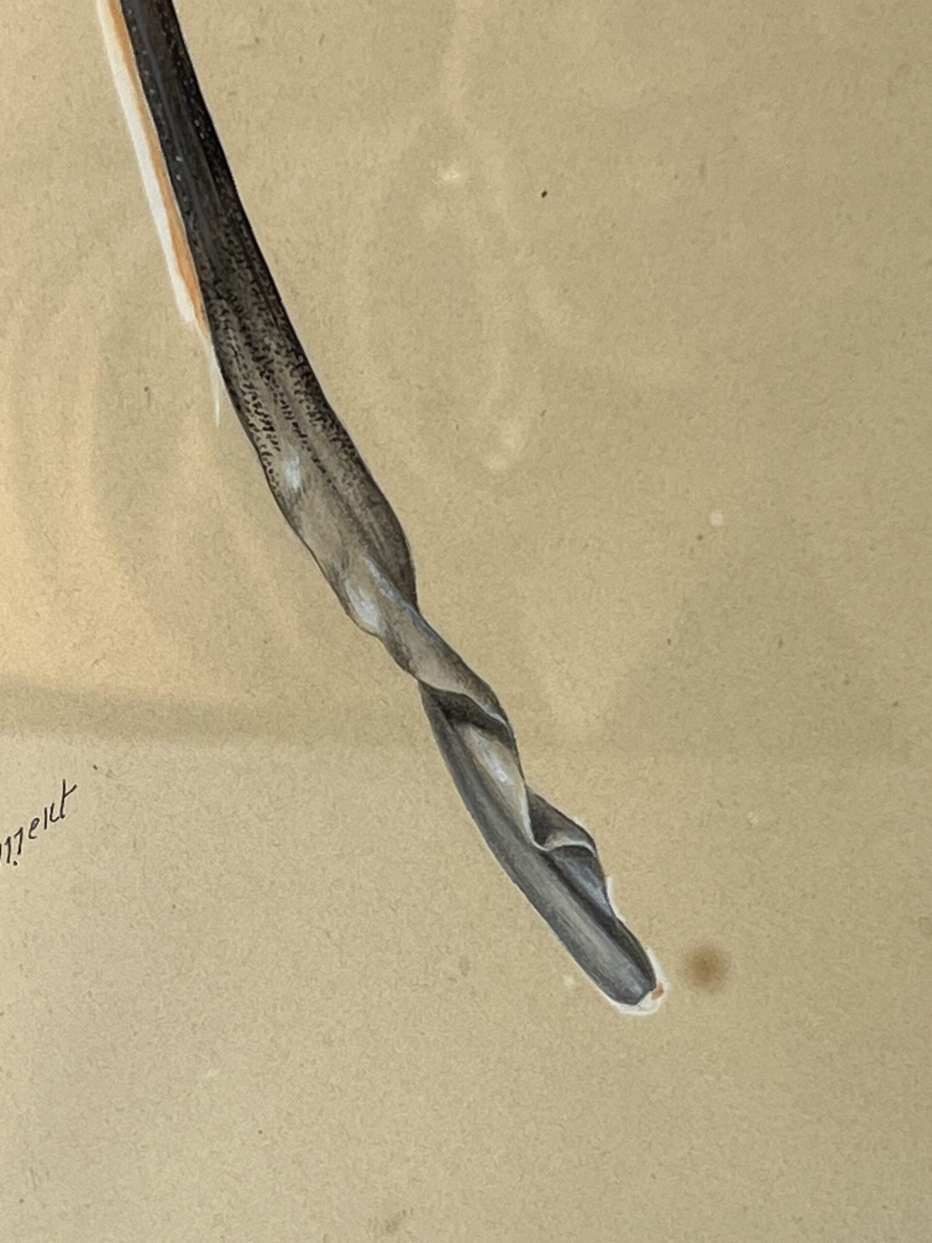 Dessin ancien, aquarelle d'un papillon signé A L Clément – Image 8