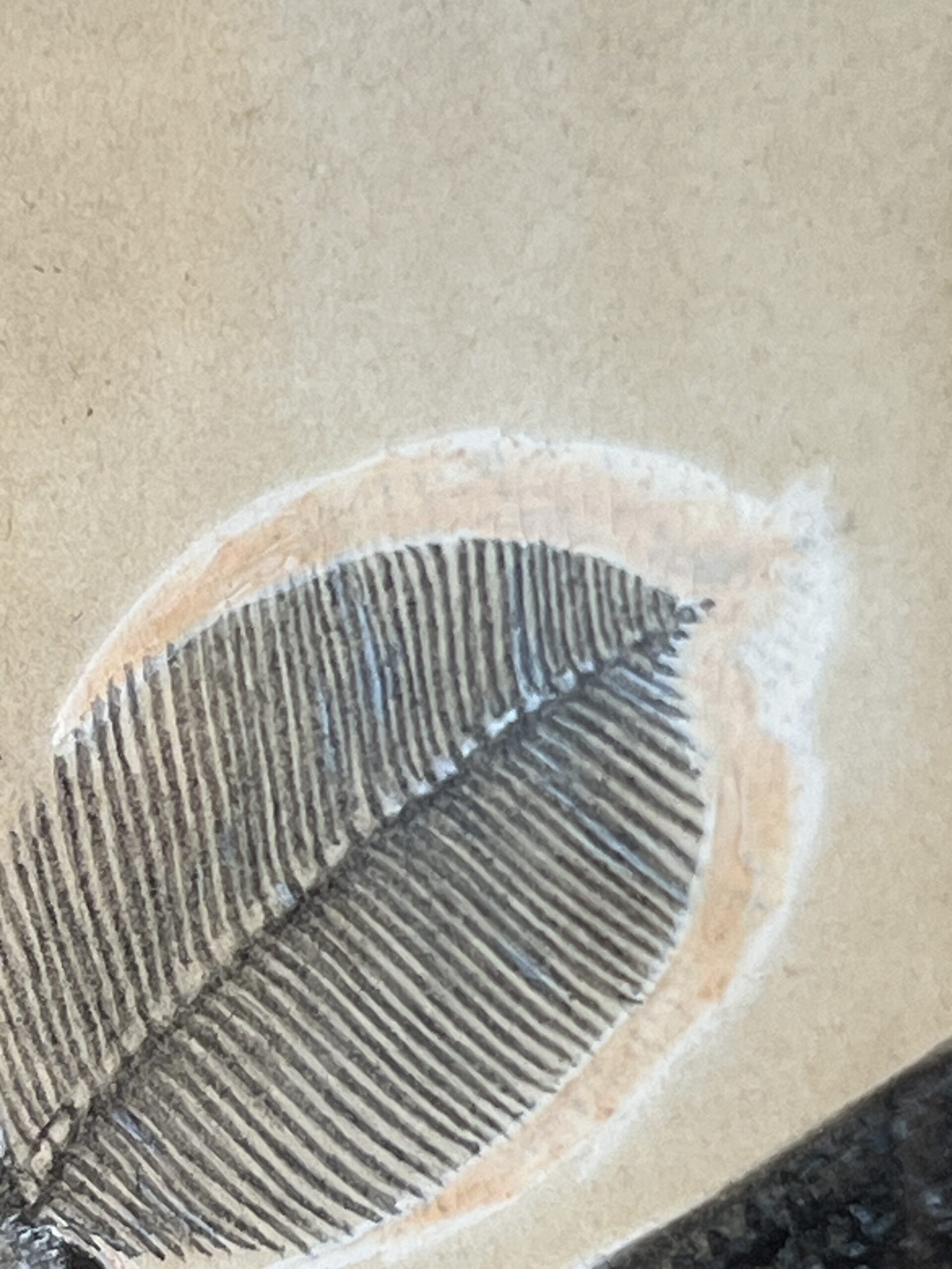 Dessin ancien, aquarelle d'un papillon signé A L Clément – Image 10