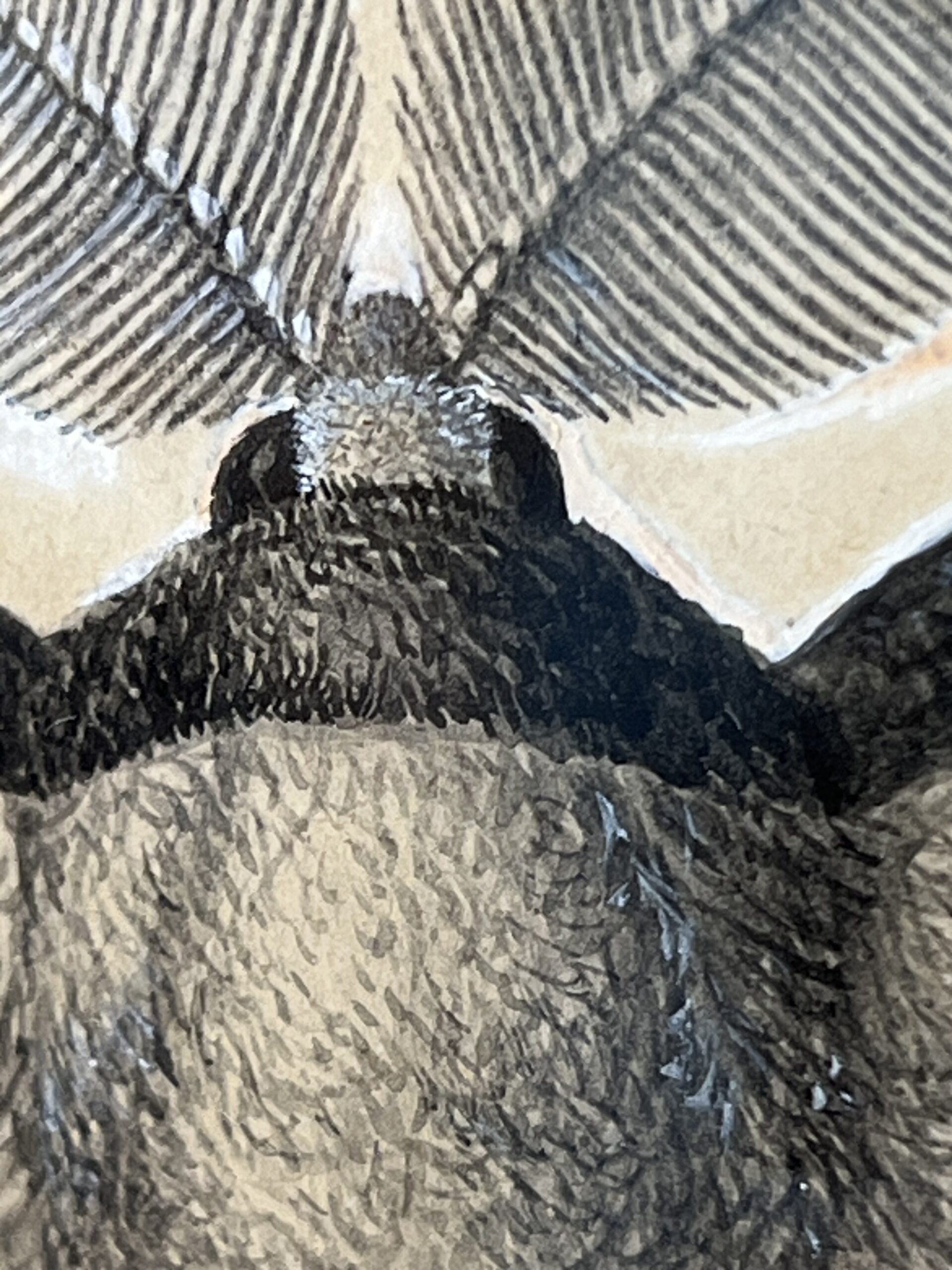 Dessin ancien, aquarelle d'un papillon signé A L Clément – Image 11