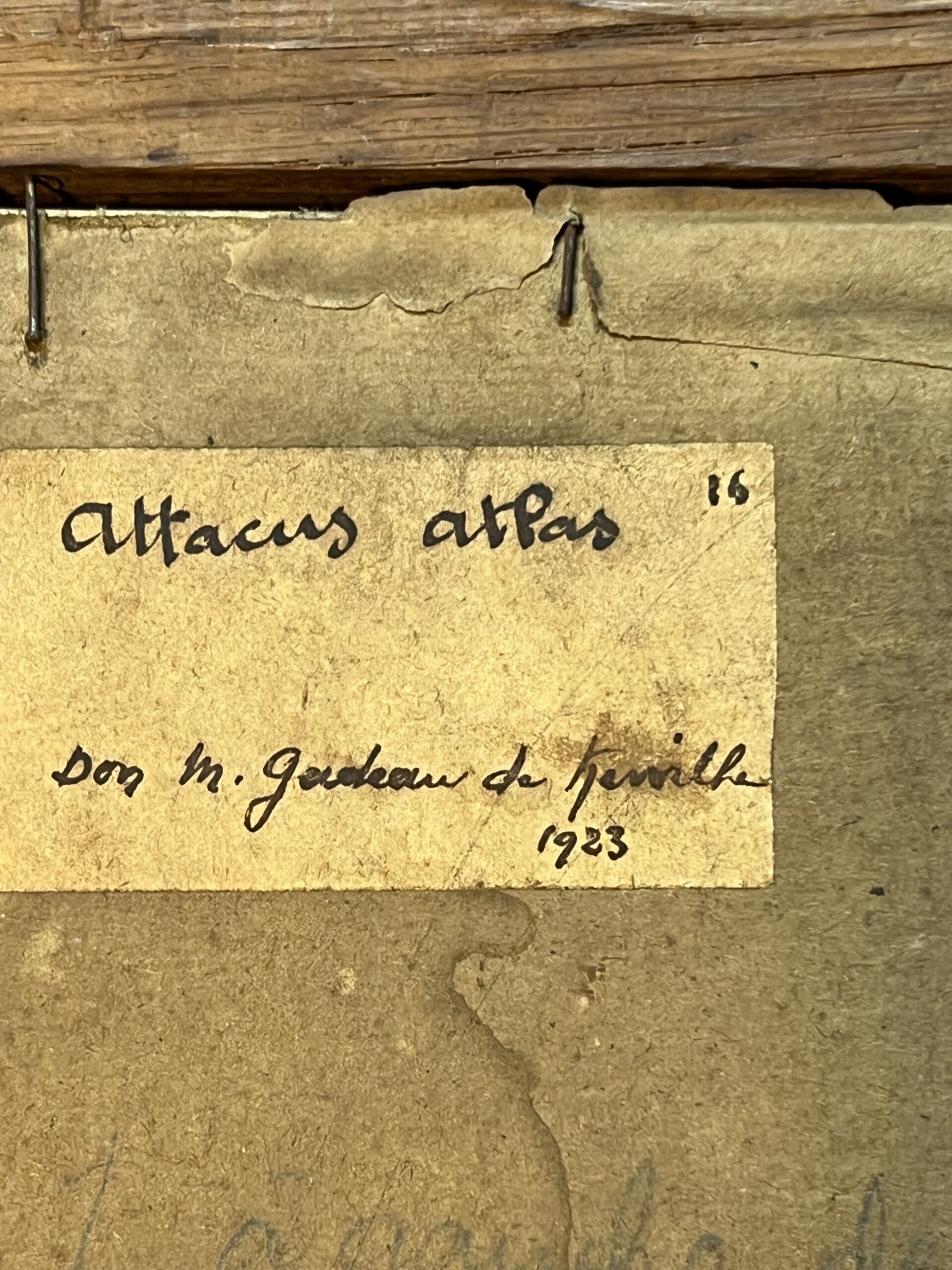 Dessin ancien, aquarelle d'un papillon signé A L Clément – Image 13